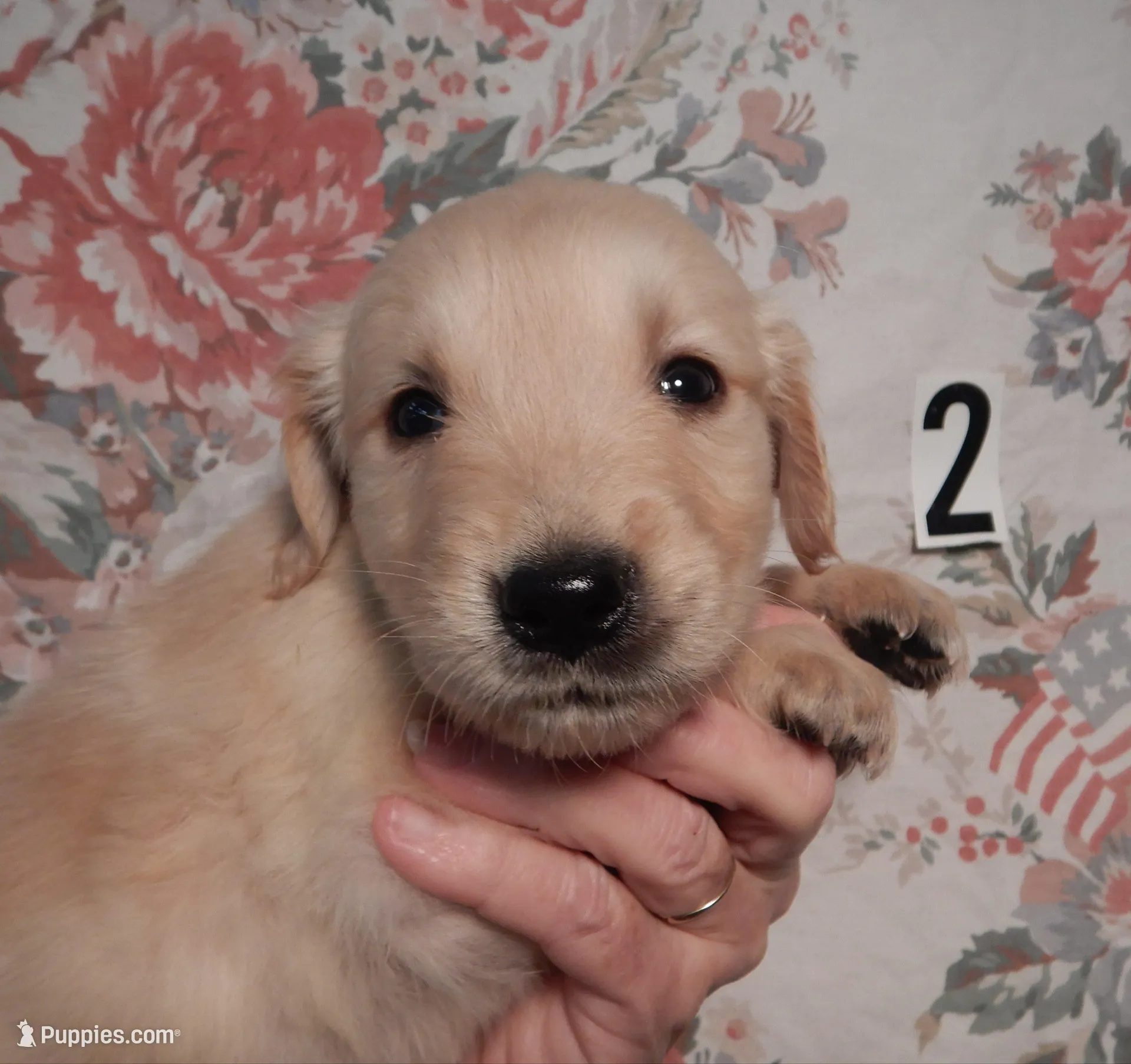 Brando – Golden Retriever puppy for sale in Eagle Point, OR