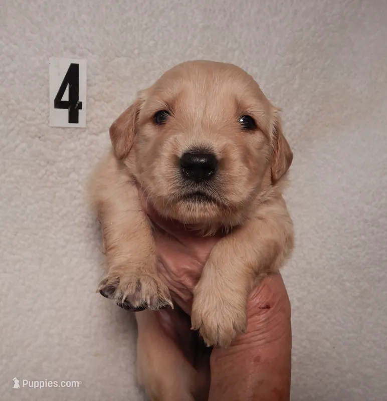 Beth – Golden Retriever puppy for sale in Eagle Point, OR