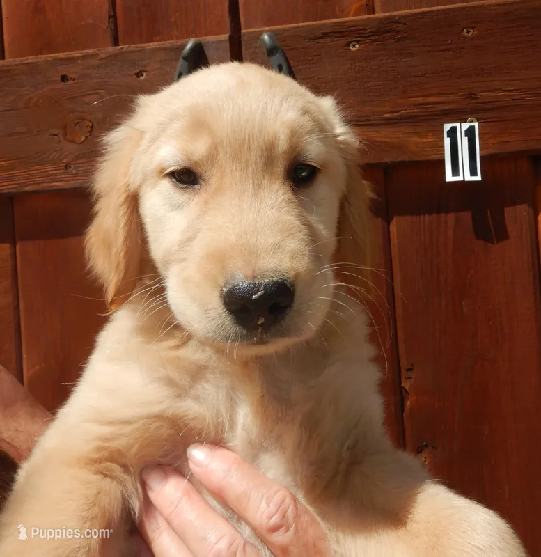 Will – Golden Retriever puppy for sale in Eagle Point, OR