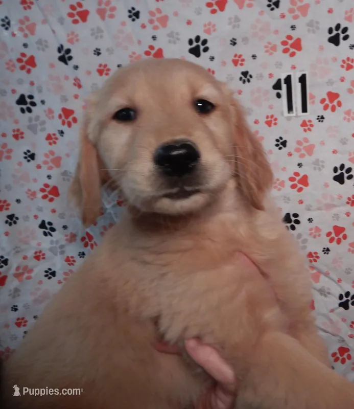 Will – Golden Retriever puppy for sale in Eagle Point, OR