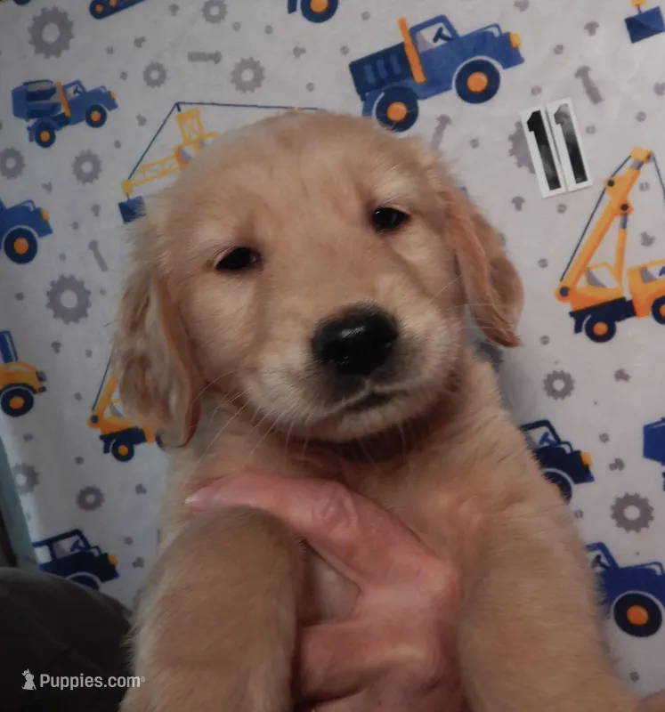 Will – Golden Retriever puppy for sale in Eagle Point, OR