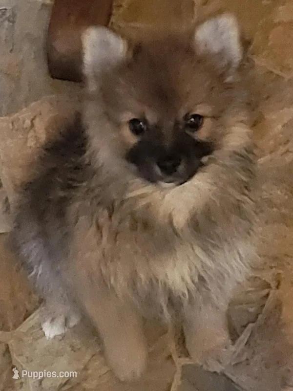 Sweet Cutie Pie Boy – Pomeranian puppy for sale in Hot Springs National Park, AR