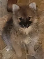 Cutie Pie Boy, a male Pomeranian for sale in Hot Springs National Park, AR – 1 of 3