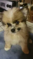No Name, a female Pomeranian for sale in Hot Springs National Park, AR – 2 of 3