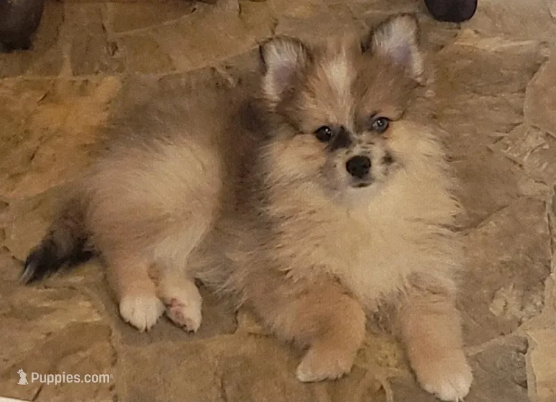 Female Merle – Pomeranian puppy for sale in Hot Springs National Park, AR