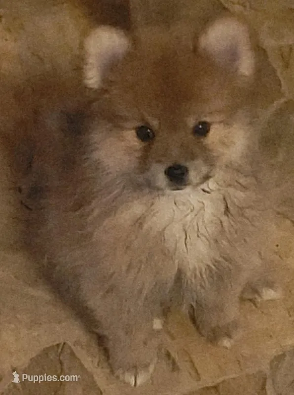 Sweet Little Girl – Pomeranian puppy for sale in Hot Springs National Park, AR