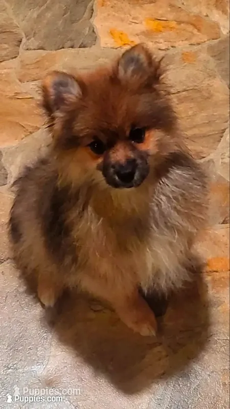 Cutie Pie Boy – Pomeranian puppy for sale in Hot Springs National Park, AR