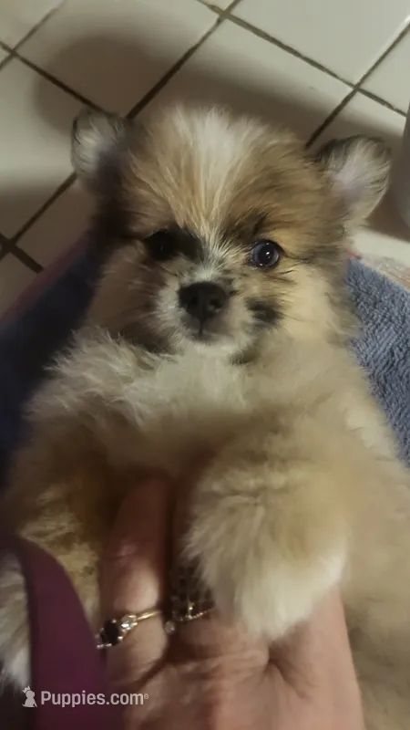 No Name – Pomeranian puppy for sale in Hot Springs National Park, AR