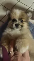 No Name, a female Pomeranian for sale in Hot Springs National Park, AR – 1 of 3