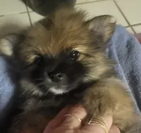 none, a male Pomeranian for sale in Hot Springs National Park, AR – 2 of 2