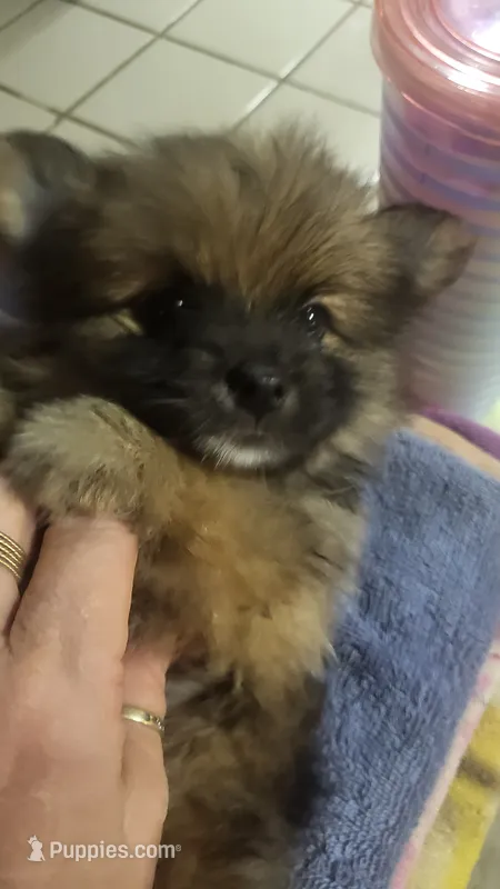 none – Pomeranian puppy for sale in Hot Springs National Park, AR