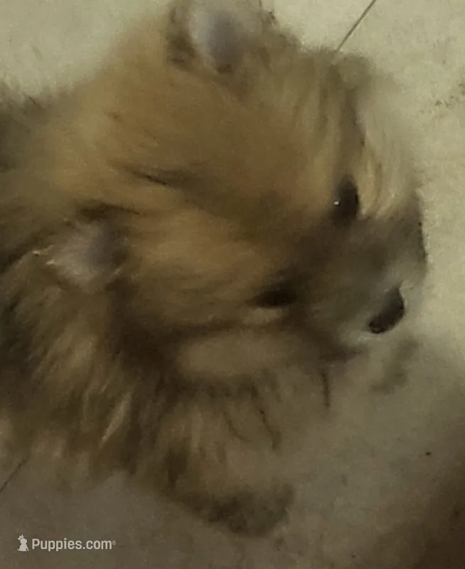 None – Pomeranian puppy for sale in Hot Springs National Park, AR