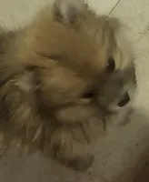 None, a female Pomeranian for sale in Hot Springs National Park, AR – 1 of 3