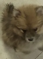 None, a female Pomeranian for sale in Hot Springs National Park, AR – 2 of 3