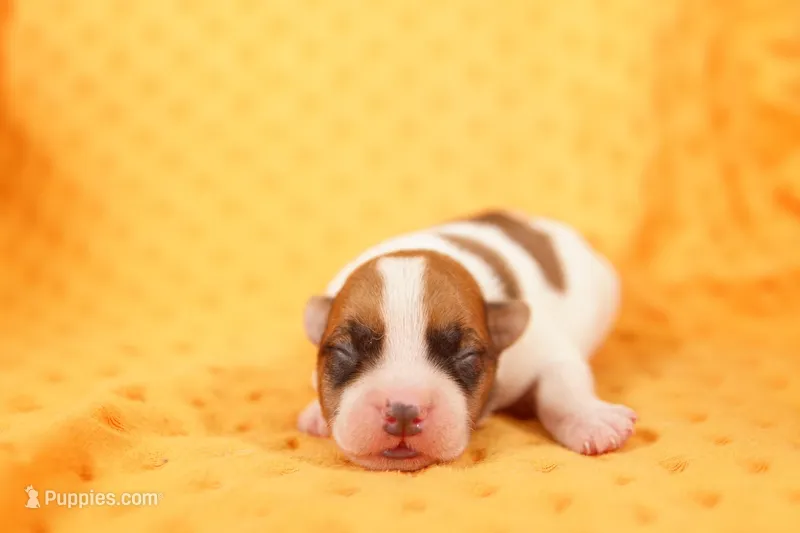 ONTARIO – Jack Russell Terrier puppy for sale in Lake Mills, IA