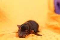 PEN, a male Yorkshire Terrier for sale in Lake Mills, IA – 1 of 2