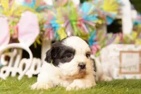 PROVOLONE, a male Cavalier King Charles Spaniel and Shichon for sale in Lake Mills, IA – Photo 1 of 3