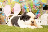 PROVOLONE, a male Cavalier King Charles Spaniel and Shichon for sale in Lake Mills, IA – Photo 3 of 3