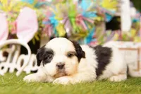 PROVOLONE, a male Cavalier King Charles Spaniel and Shichon for sale in Lake Mills, IA – Photo 2 of 3
