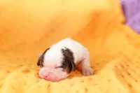 processed/2591c545-fb02-4cb5-b864-def449bf5d1b/listing/034446f3-8def-466f-9a75-4e4746ad0cde/082d7f22-bb51-4660-93a9-85bed2bf30ef