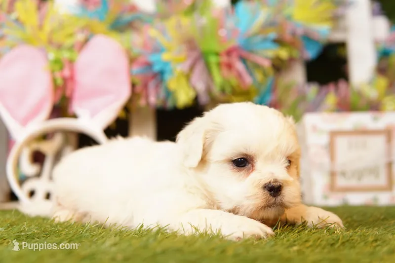 YELLOWSTONE – Shichon puppy for sale in Lake Mills, IA
