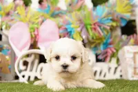 YELLOWSTONE, a male Shichon for sale in Lake Mills, IA – Photo 2 of 3