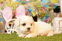 YELLOWSTONE, a male Shichon for sale in Lake Mills, IA – Photo 3 of 3