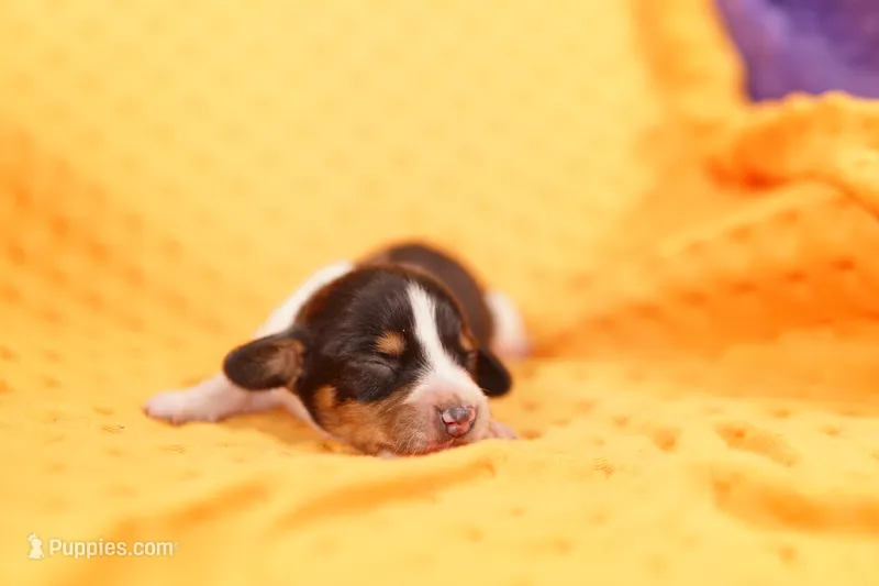 JACK – Miniature Dachshund puppy for sale in Lake Mills, IA