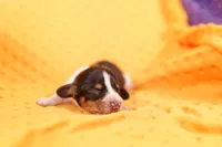 JACK, a male Miniature Dachshund for sale in Lake Mills, IA – 1 of 2