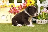 SEDAN, a female Old English Sheepdog and Great Dane for sale in Lake Mills, IA – Photo 3 of 3