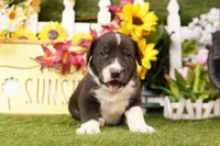 SEDAN, a female Old English Sheepdog and Great Dane for sale in Lake Mills, IA – Photo 2 of 3