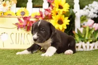 SEDAN, a female Old English Sheepdog and Great Dane for sale in Lake Mills, IA – Photo 1 of 3