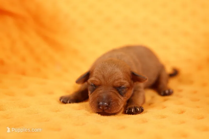 TESSA – Miniature Pinscher puppy for sale in Lake Mills, IA