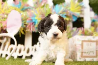 ATLANTIS, a female Bichpoo for sale in Lake Mills, IA – Photo 2 of 3