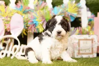 ATLANTIS, a female Bichpoo for sale in Lake Mills, IA – Photo 3 of 3