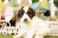 ATLANTIS, a female Bichpoo for sale in Lake Mills, IA – Photo 1 of 3