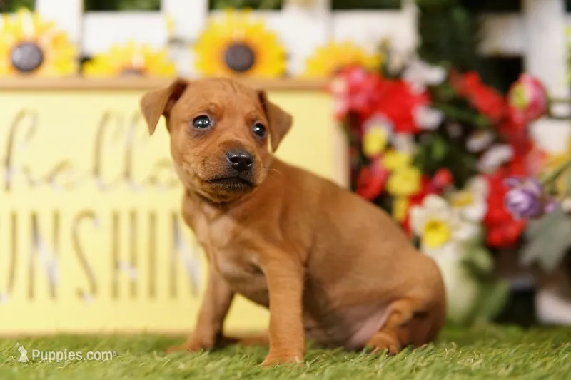 BESSA – Miniature Pinscher puppy for sale in Lake Mills, IA