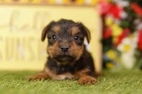 PROTON, a female Yorkshire Terrier for sale in Lake Mills, IA – 3 of 3