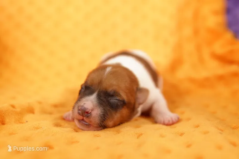 HURON – Jack Russell Terrier puppy for sale in Lake Mills, IA