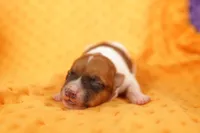 HURON, a male Jack Russell Terrier for sale in Lake Mills, IA – 2 of 5