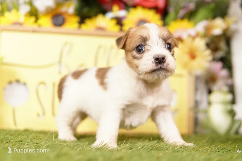 ONTARIO – Jack Russell Terrier puppy for sale in Lake Mills, IA