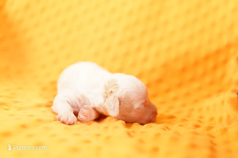 BAZOOKA – Poodle - Miniature  puppy for sale in Lake Mills, IA