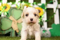 APPLE PIE, a female Cavachon for sale in Lake Mills, IA – Photo 1 of 3