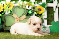 APPLE PIE, a female Cavachon for sale in Lake Mills, IA – Photo 3 of 3