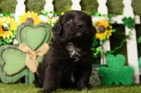 YEAR, a male Aussiedoodle for sale in Lake Mills, IA – Photo 2 of 3