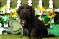 YEAR, a male Aussiedoodle for sale in Lake Mills, IA – Photo 1 of 3