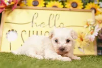 ARCHIE, a male Maltipoo for sale in Lake Mills, IA – Photo 3 of 3