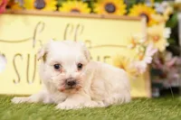 ARCHIE, a male Maltipoo for sale in Lake Mills, IA – Photo 2 of 3