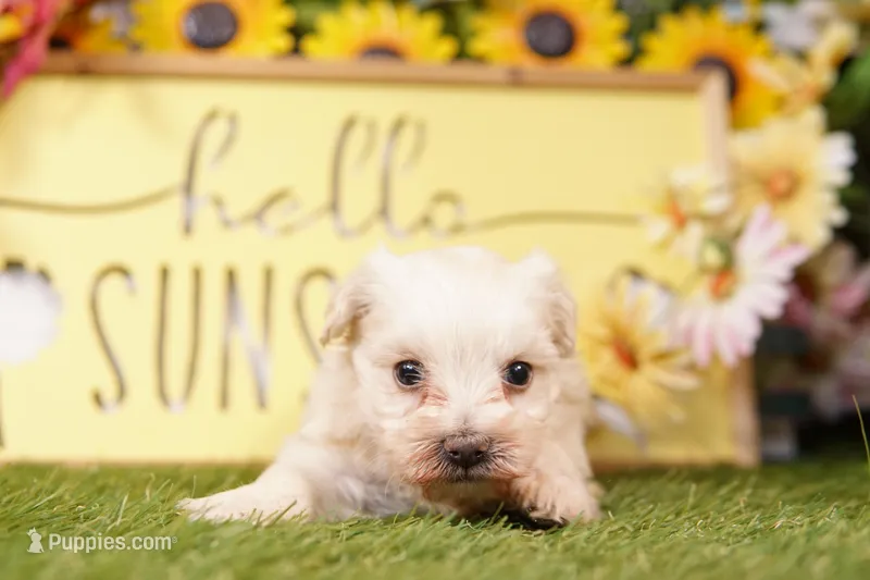 ARCHIE – Maltipoo puppy for sale in Lake Mills, IA