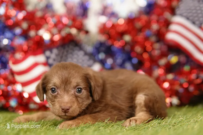 HOT – Chipoo puppy for sale in Lake Mills, IA